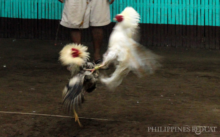 필리핀 닭싸움 5