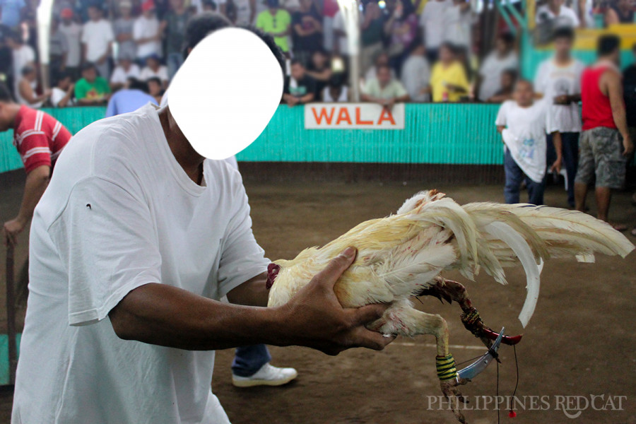 필리핀 닭싸움 6