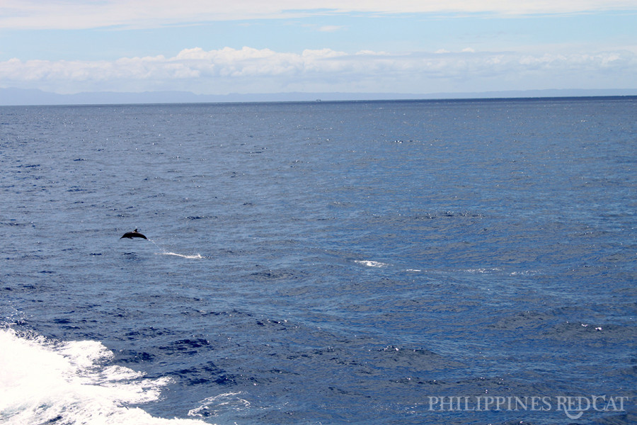 필리핀 돌고래